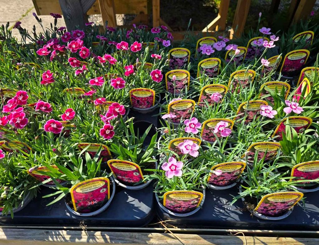 Four Seasons Garden Centre